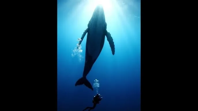 十七岁免费观看日本 - 深蓝星球：探索海洋深处的未知世界